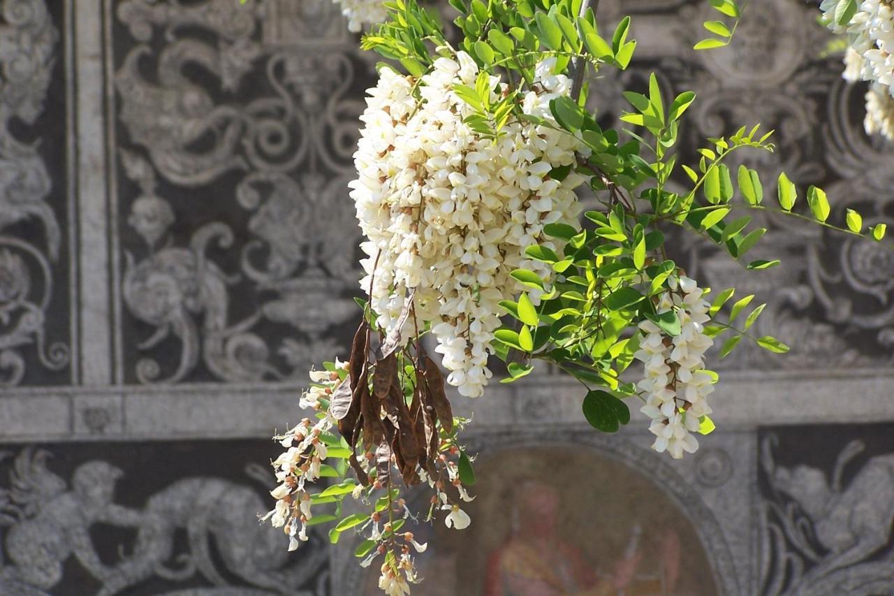 Acacia Firenze - Primula Apartment Exterior photo